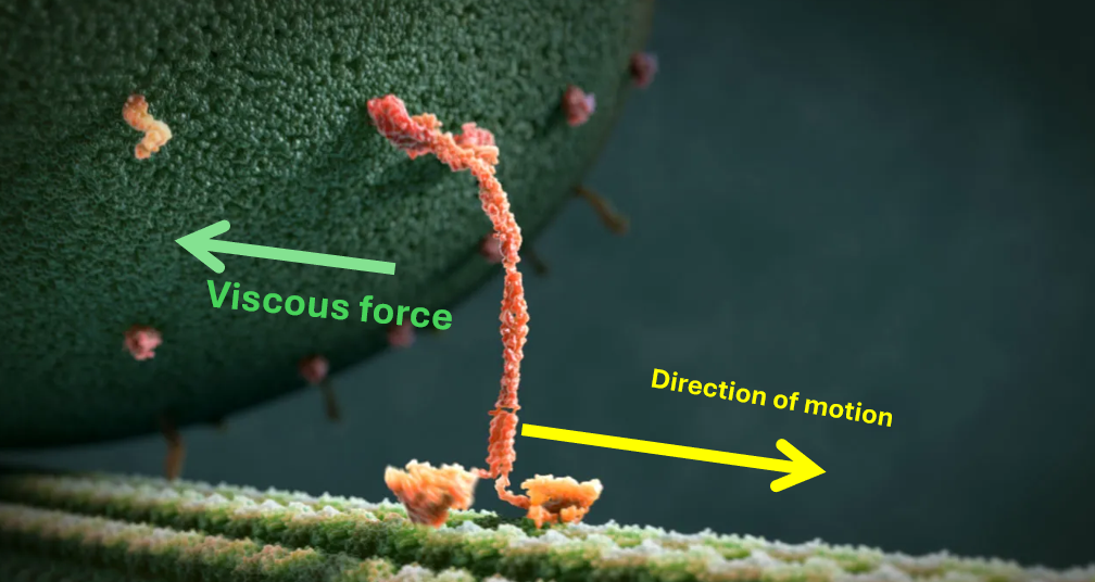 Vesicle moving through viscous medium